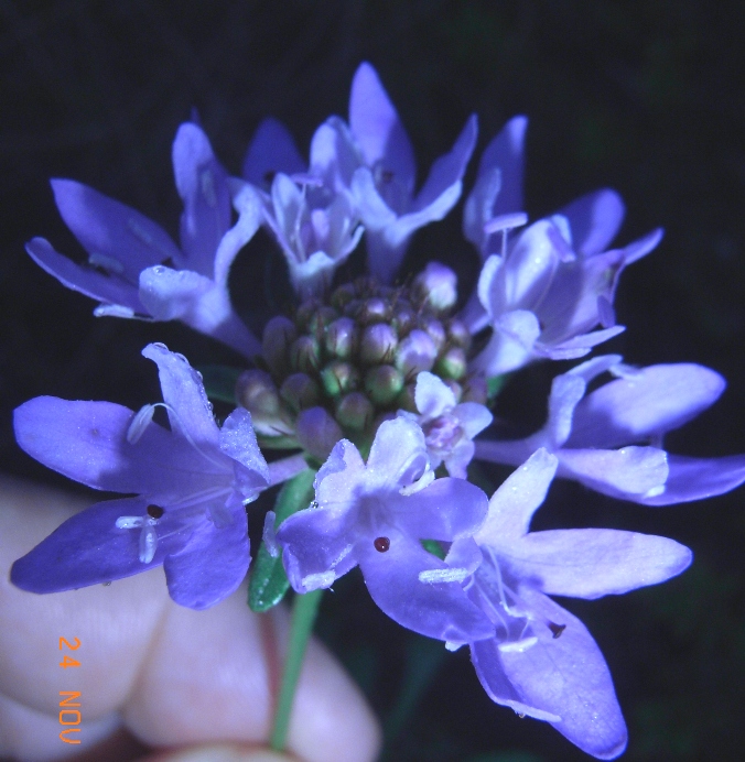 Dipsacacea da determinare - Scabiosa sp.